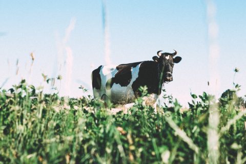 最新科研发现：母乳中的细菌有益婴儿健康